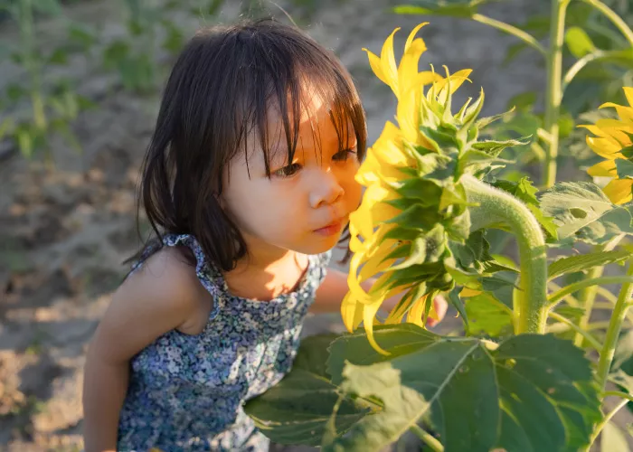 Young girl smells a large sunflower