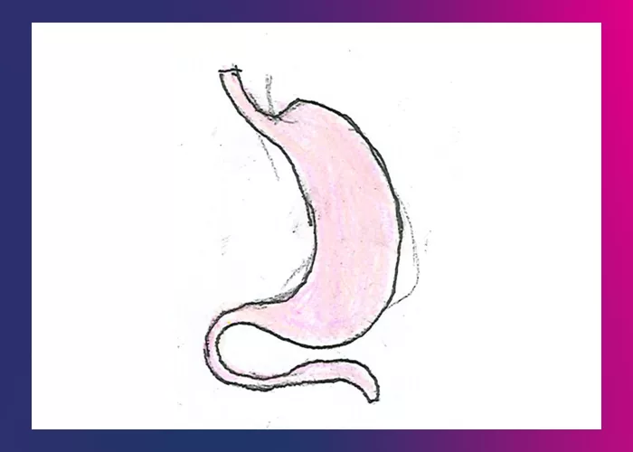 Illustration: Stomach and others part of gastrointestinal system 