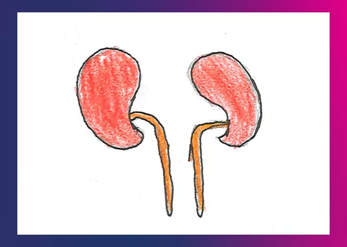 Illustration: Kidneys