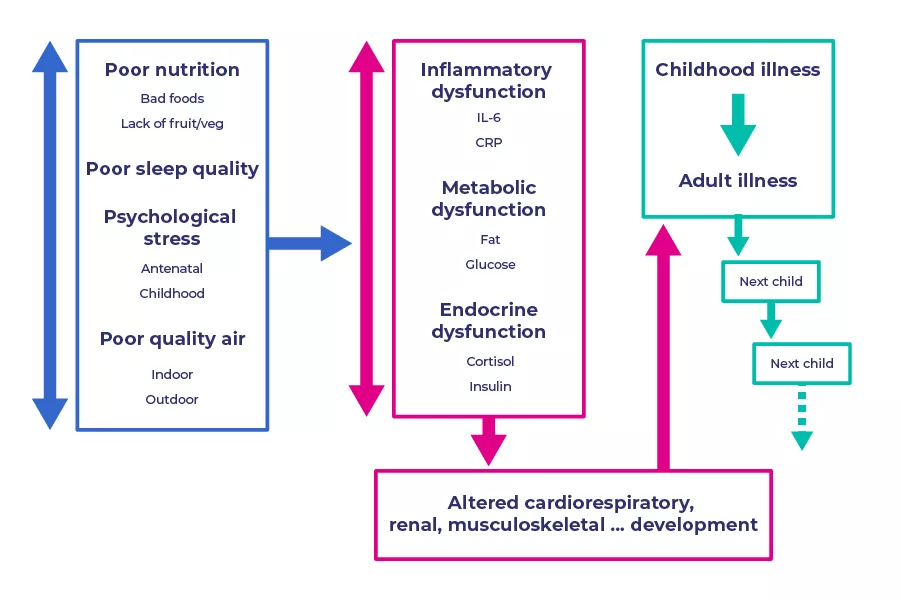 Figure 2 – The pathobiology of poverty in childhood