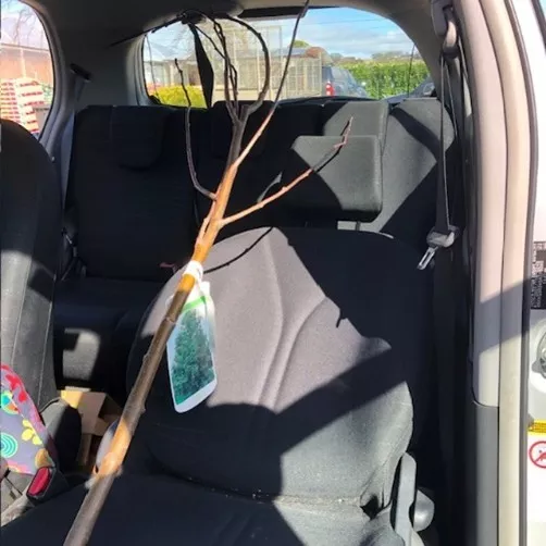 Young tree propped up inside a car 