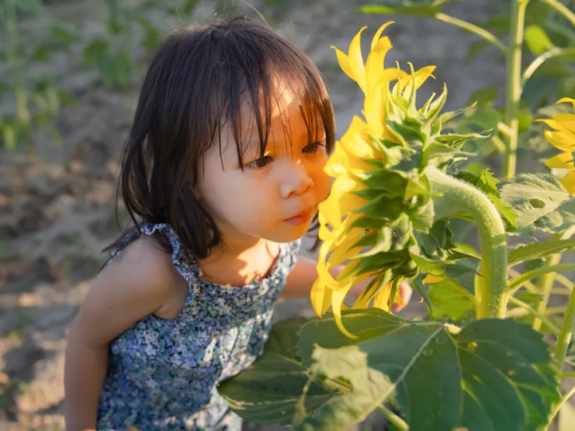 Young girl smells a large sunflower