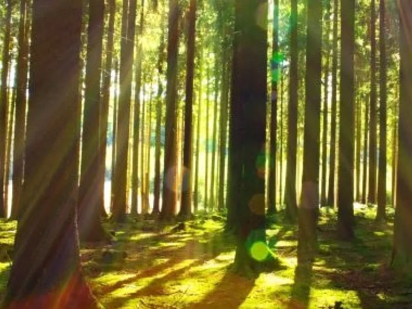Dappled sunlight and trees
